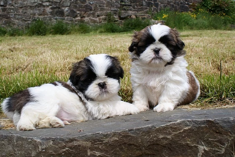 Shih-tzu na prodej s PP