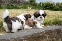 Shih-tzu na prodej s PP