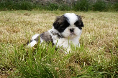 Shih-tzu na prodej s PP