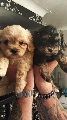 Cavalier King Charles X Maltézský