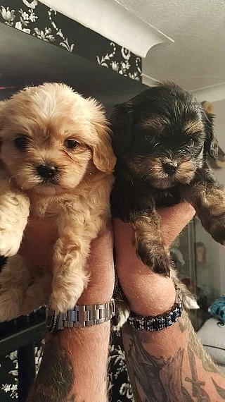 Cavalier King Charles X Maltézský
