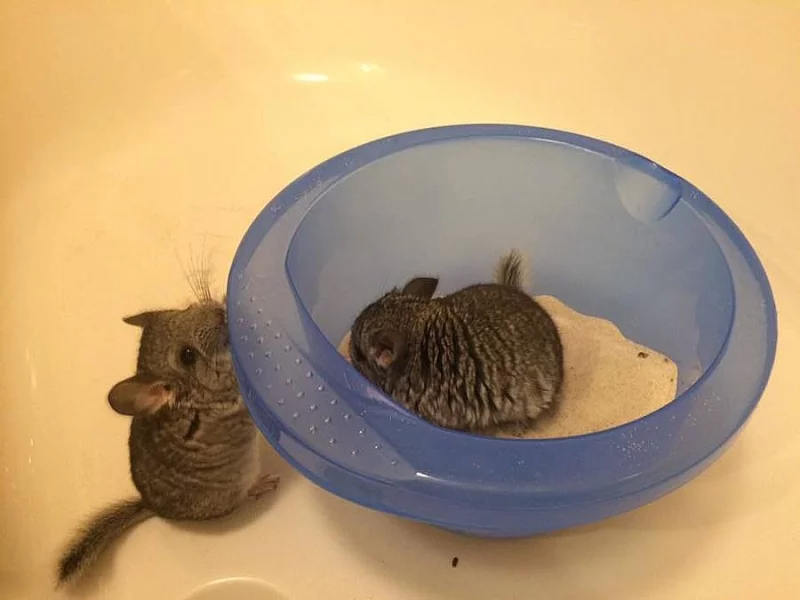 činčily mláďata