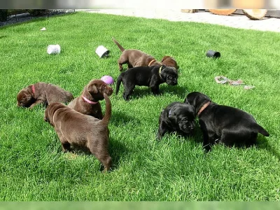 Labrador retriever Štěňátka s PP