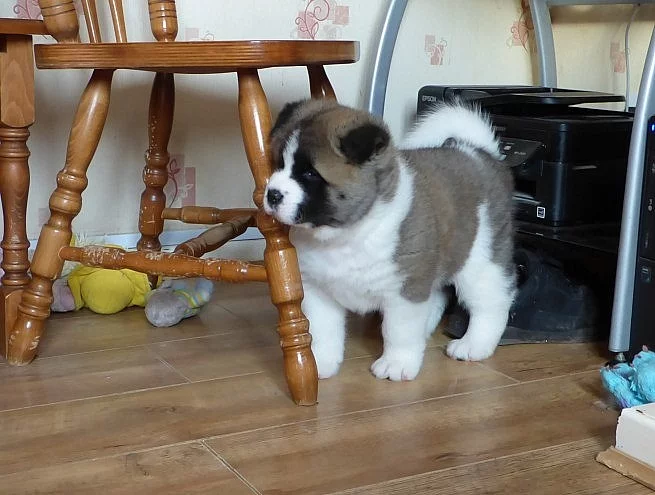 Akita-inu