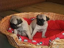 Mops