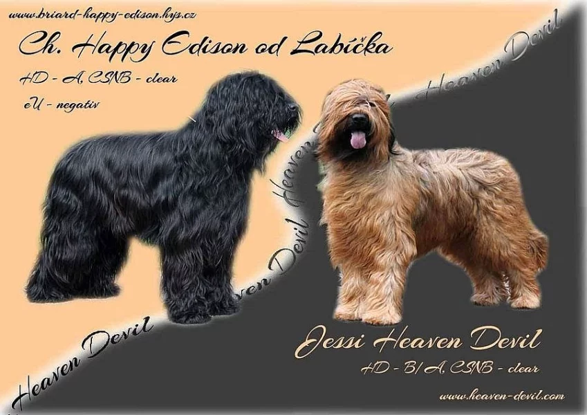 BRIARD plavá a černá štěňátka