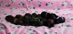 BRIARD plavá a černá štěňátka