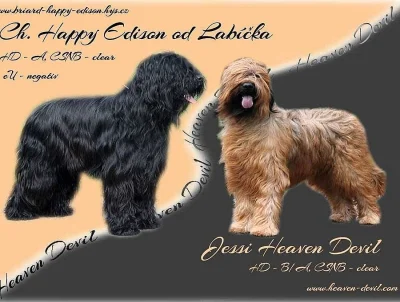 BRIARD plavá a černá štěňátka