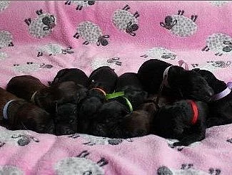 Briard plavá a černá štěňátka