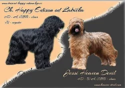 Briard plavá a černá štěňátka