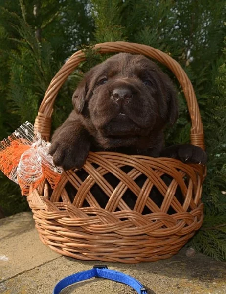 Labradorský retriever s PP