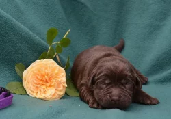 Labradorský retriever s PP