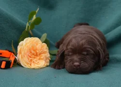 Labradorský retriever s PP
