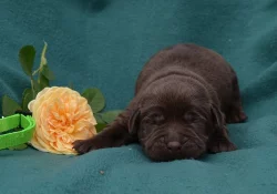 Labradorský retriever s PP