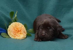 Labradorský retriever s PP