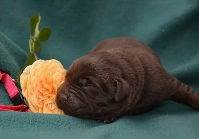 Labradorský retriever s PP