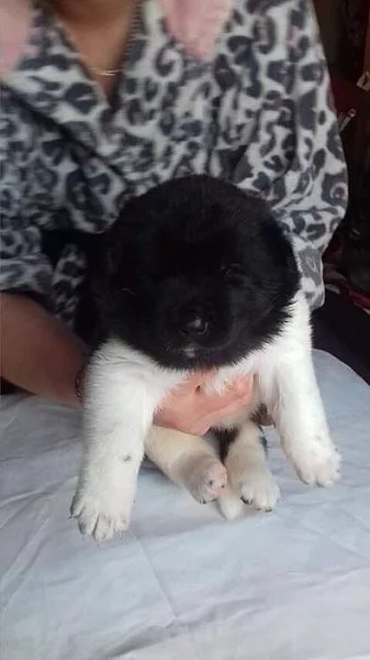 Shiba inu štěňata s PP