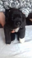 Shiba inu štěňata s PP