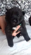 Shiba inu štěňata s PP