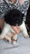 Shiba inu štěňata s PP