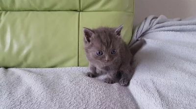 British-x-main-coon-koťata