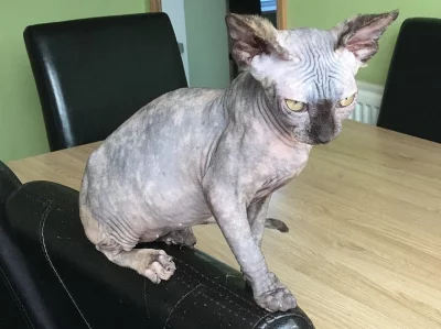 15 týdnů staré Sphynx kotě