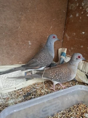 Diamond Doves