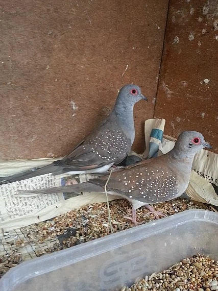 Diamond Doves