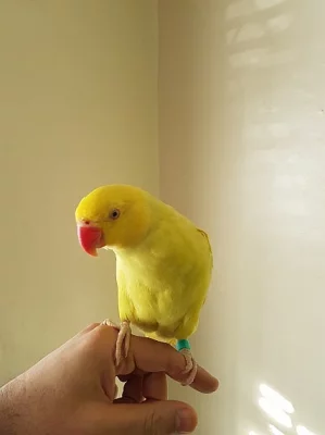 Indian Ringneck