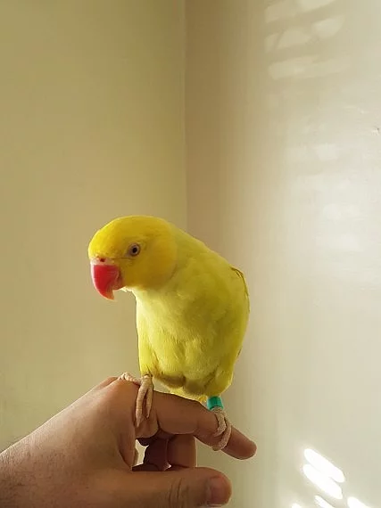 Indian Ringneck
