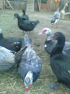 Prodám kachny pižmové