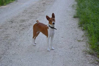 Štěňata Basenji s PP