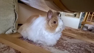 Daruji Teddy králíčka do dobrých rukou