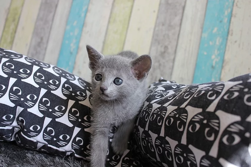 Ruská modrá koťátka s PP k prodeji
