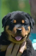 Rottweiler - štěňata s pp