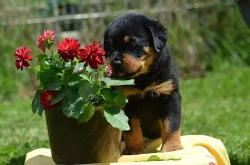 Rottweiler - štěňata s pp