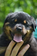 Rottweiler - štěňata s pp