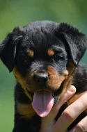 Rottweiler - štěňata s pp