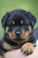 Rottweiler - štěňata s pp