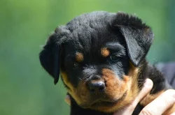 Rottweiler - štěňata s pp