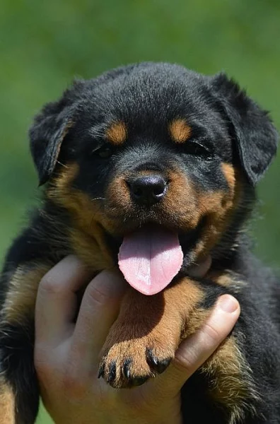 Rottweiler - štěňata s pp