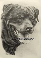 Rottweiler - štěňata s pp
