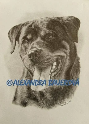 Rottweiler - štěňata s pp