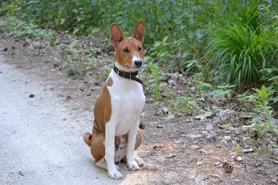 Basenji štěňátka - poloviční cena