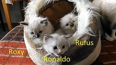 Ragdoll s PP odběr od 20.7.2017