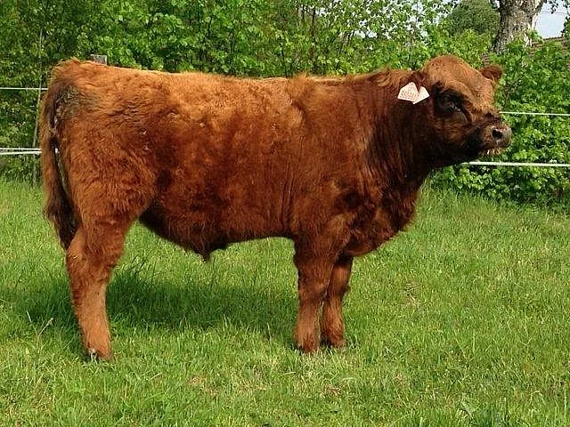 Prodám plemenného býka Galloway