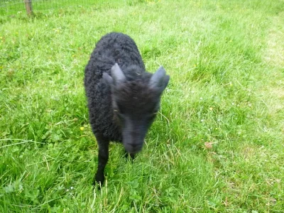 Mini beránek