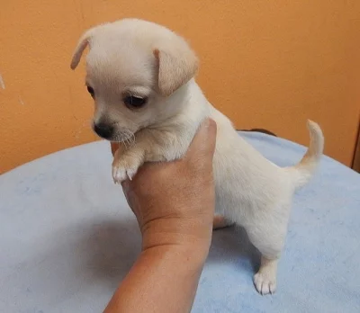 mini civava
