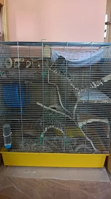 Daruji do dobrých rukou samičku osmáka degu.