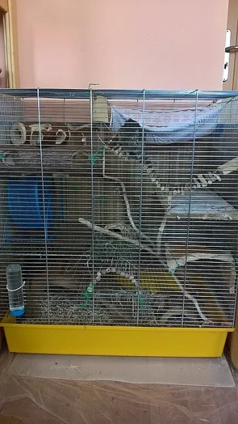 Daruji do dobrých rukou samičku osmáka degu.